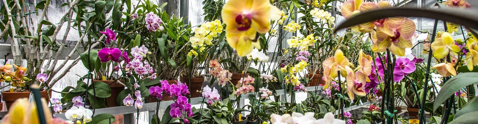 Hillwood Estate Greenhouse — event rentals by Zoe Events